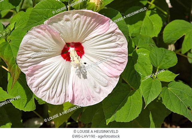 WHITE AND PALE PINK HIBISCUS MOSCHEUTOS