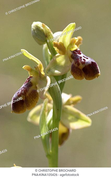 Ophrys aveyronensis - Tiergues, Aveyron, Midi-Pyrénées, Pyrenees, France, Europe