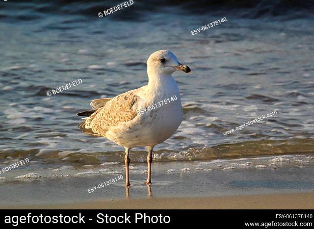 Portrait of a great black-backed gull. A seagull on the Baltic Sea
