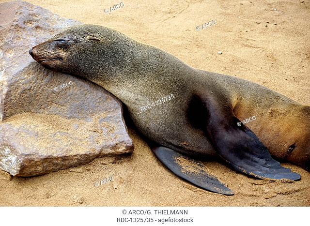 Cape Fur Seal, Arctocephalus pusillus, Cape Cross Seal Reserve, Cape Cross, Dorob National Park, Republic of Namibia, Africa, Brown Fur Seal
