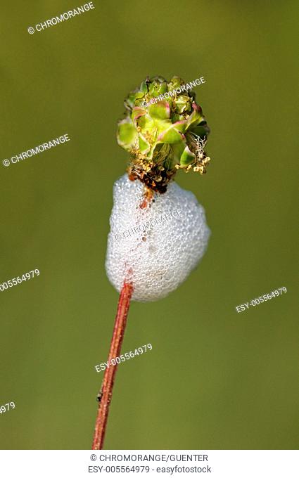 Foam nest of meadow spittlebag larvae, Philaenus spumarius, Aphrophoriadae