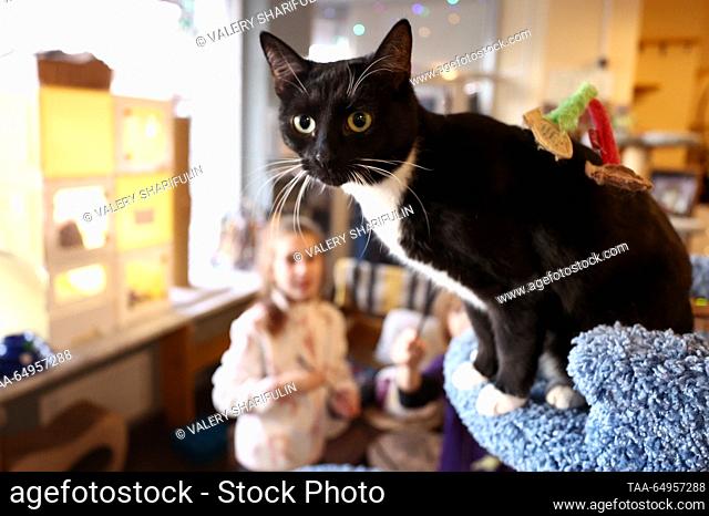 RUSSIA, MOSCOW - NOVEMBER 18, 2023: A cat is seen at the Murchashka cat cafe. Valery Sharifulin/TASS