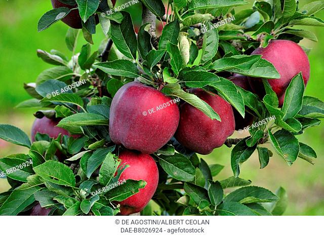 Close-up of a branch loaded with Stark Delicious apples, Piana Rotaliana, Trentino-Alto Adige, Italy