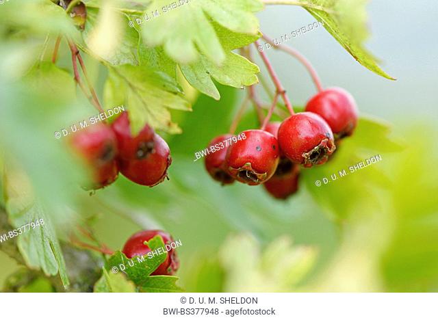 common hawthorn, singleseed hawthorn, English hawthorn (Crataegus monogyna), with ripe fruits, Germany, Bavaria, Oberpfalz