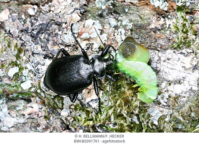 oakwood ground beetle (Calosoma inquisitor), with caught caterpillar, Germany
