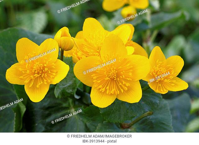 Kingcup or Marsh Marigold (Caltha palustris), blooming, North Rhine-Westphalia, Germany