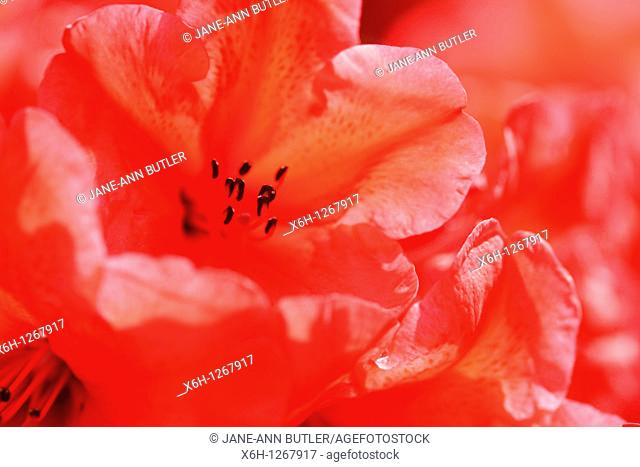 Charming Red Azaleas with an Orange Flare