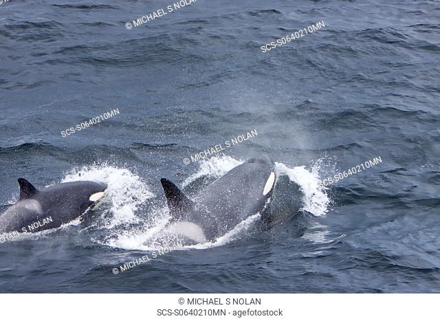 A small pod of 6 killer whales Orcinus orca near Cape Horn, South America at 568 00 1S 678 02 7W MORE INFO Killer whales are found in all oceans and most seas