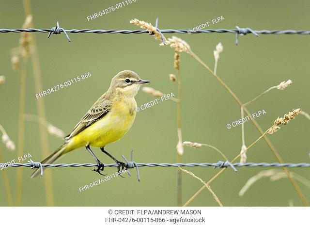 Yellow Wagtail (Motacilla flava flavissima) adult female, perched on barbed wire, Blithfield, Staffordshire, England, August