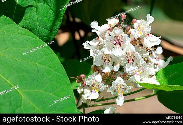 A bee foraging a Catalpa bignonioides flowers, also known as southern catalpa, cigartree, and Indian-bean-tree
