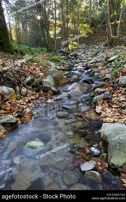 Beautiful view of a fresh flowing creek in a healthy forest