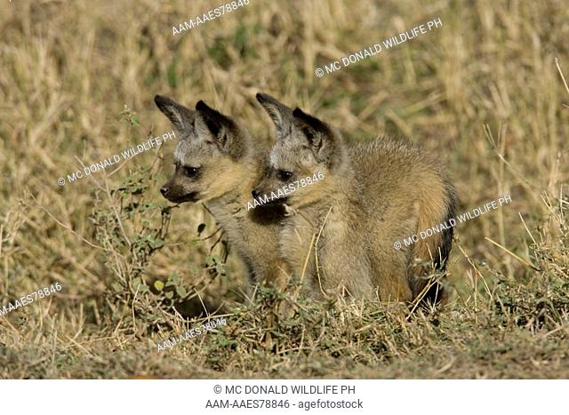 Bat-eared Fox (Otocyon megalotis) at den, 11/17/2005, Two pups watching the approach of an adult in the Masai Mara Game Reserve, Kenya