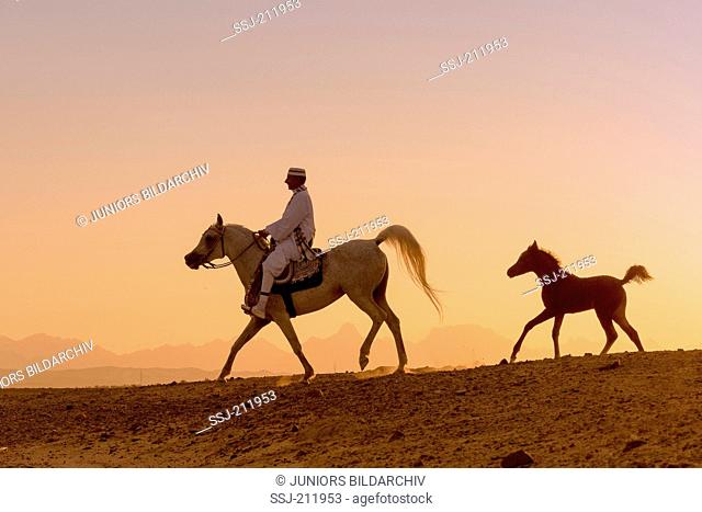Arab Horse. Rider on gray mare trotting in the desert, while her foal follows. Egypt
