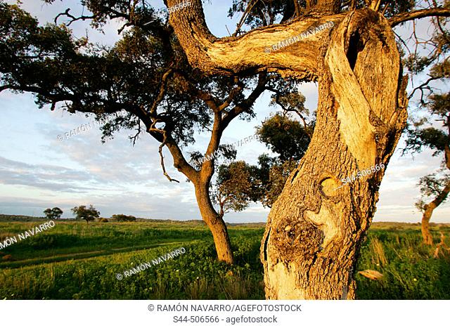 Holm Oaks (Quercus rotundifolia). Sevilla, Andalusia , Spain