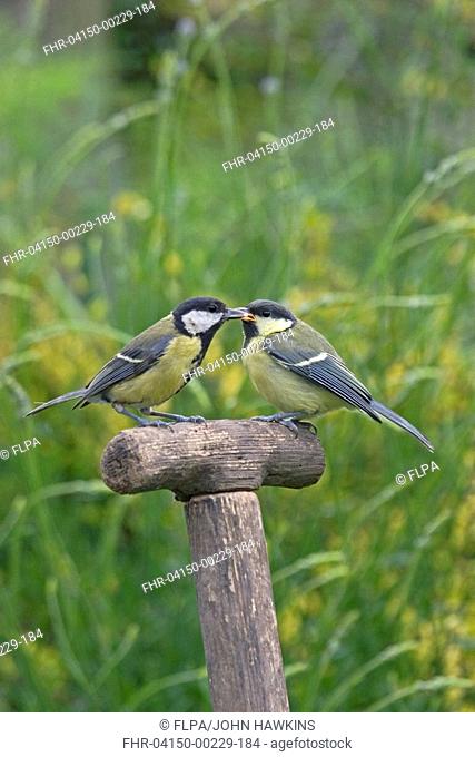 Great Tit Parus major adult, feeding juvenile, perched on tool handle in garden, England, june