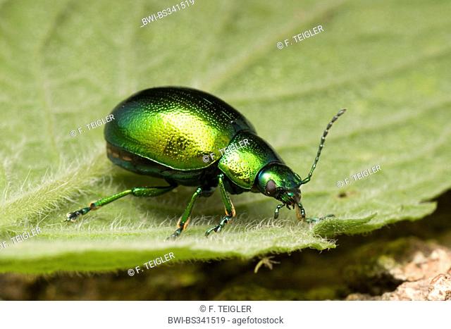 Mint leaf beetle (Chrysolina herbacea), on a leaf, Germany