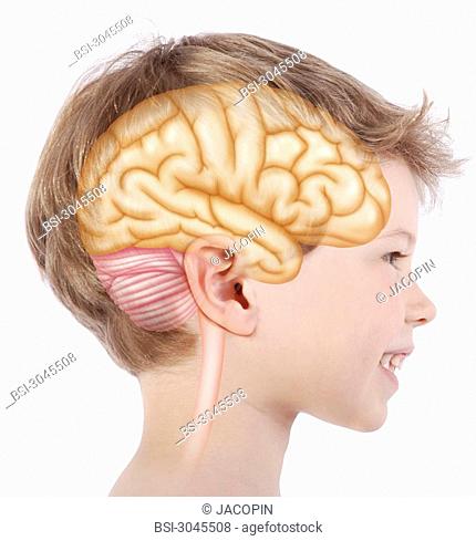 Brain of a 6-year-old child. Representation of the brain on the face of a 6-year-old child from a profile view right hemisphere in beige, the cerebellum in pink