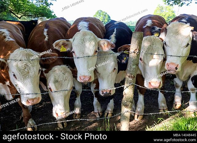 england, hampshire, farleigh wallop, cows