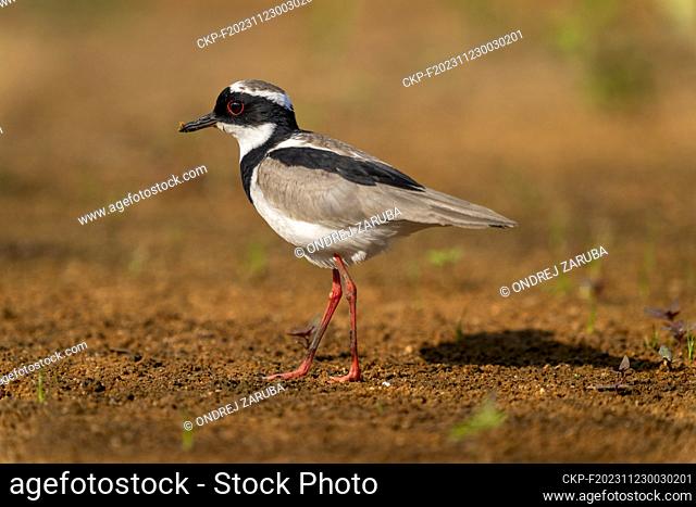 Pied plover (Hoploxypterus cayanus) on land in tropical Pantanal, Mato Grosso, Brazil, pictured on August 7, 2012. (CTK Photo/Ondrej Zaruba)