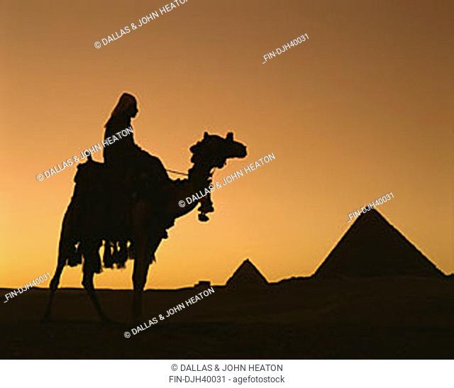 Egypt, Cairo, Giza, Mycerinus, Chephren Pyramids, Camel, Sunset