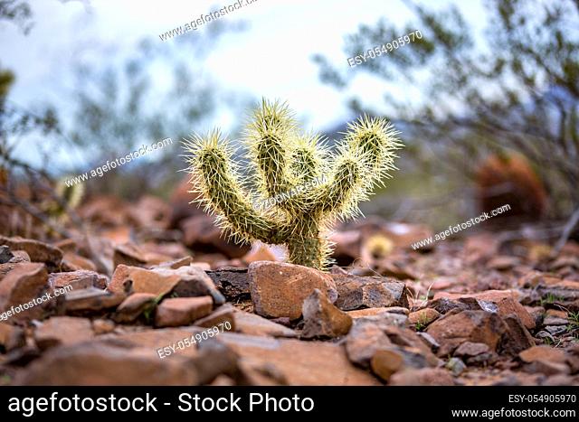 Spiked cactus with all of its pricks sitting in the middle of gravel in Phoenix Arizona
