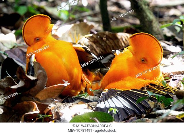 Guianan Cock-of-the-rock - two males fighting (Rupicola rupicola)
