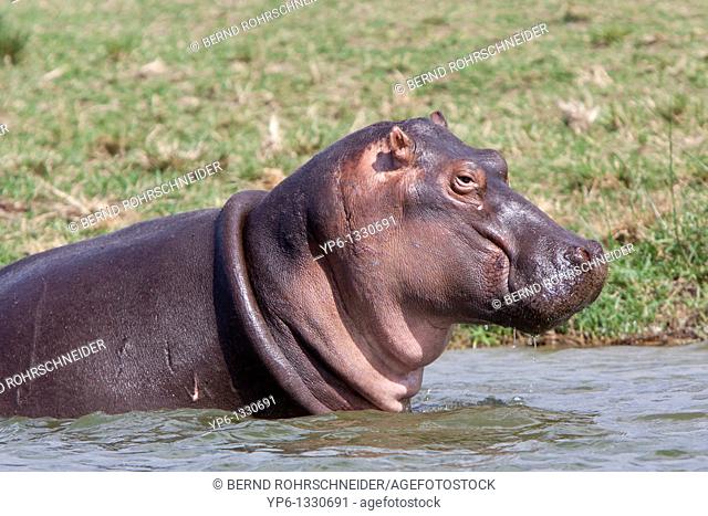 Hippopotamus, Hippopotamus amphibius, standing in water, Queen Elizabeth National Park, Uganda