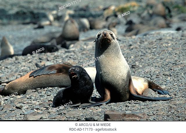Antartic Fur Seals female with young Prion Island South Georgia Arctocephalus gazella