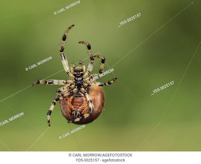 Garden Spider, Ireland
