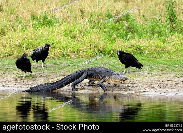 American Alligator (Alligator mississippiensis) and Black Vultures (Coragyps atratus), Myakka River State Park, Florida, USA, North America