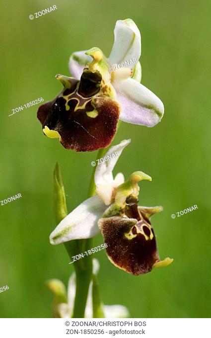 Hummel-Ragwurz Ophrys holoserica - Ophrys Orchid
