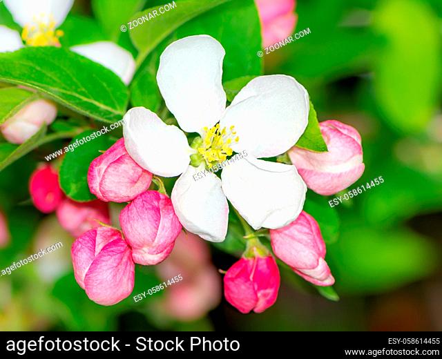 Spring time - flowering apple tree with white blossoms