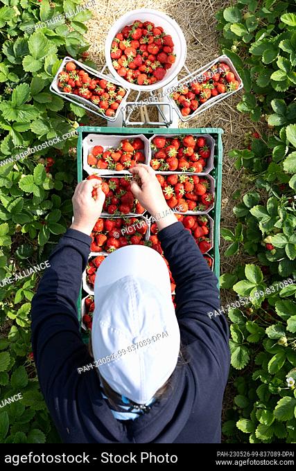 26 May 2023, Saxony, Coswig: A harvest helper picks strawberries in a field on the occasion of the opening of the strawberry season