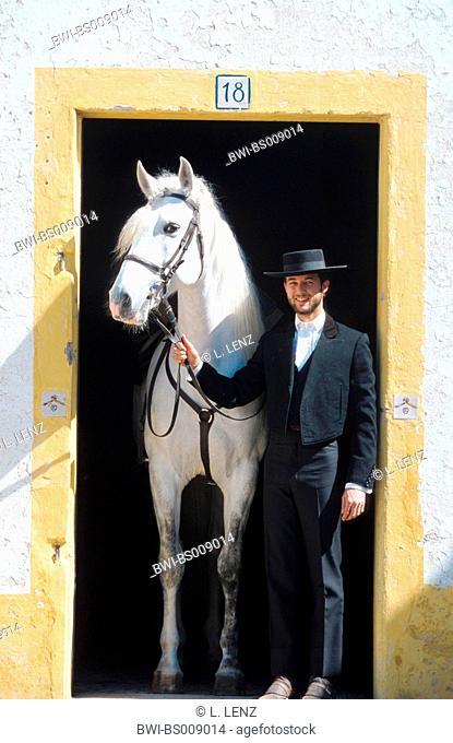 Lusitanian horse (Equus przewalskii f. caballus), stallion and horseman in the stable entrance, Portugal