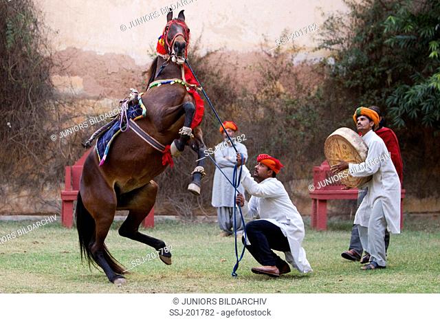 Marwari as dancing horse. Bay mare rearing at the sound of music. Rajasthan, India