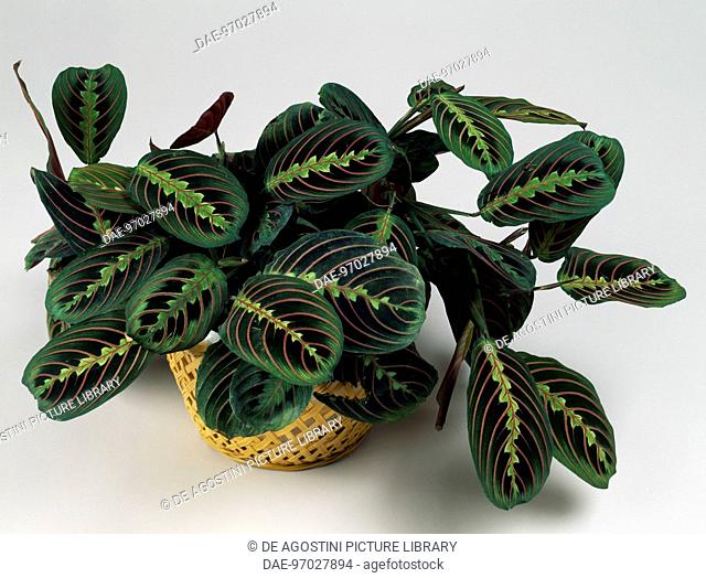 Prayer plant (Maranta leuconeura), Marantaceae