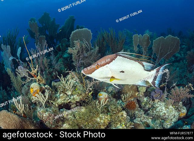 Hogfish in Coral Reef, Lachnolaimus maximus, Jardines de la Reina, Cuba