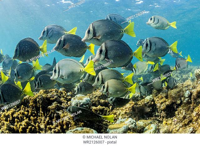A large school of yellowtail surgeonfish (Prionurus punctatus) on the only living reef in the Sea of Cortez, Cabo Pulmo, Baja California Sur, Mexico