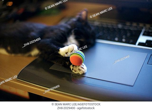 A black and white tuxedo kitten with a ball in paws falls asleep on a computer desk on top of a tablet