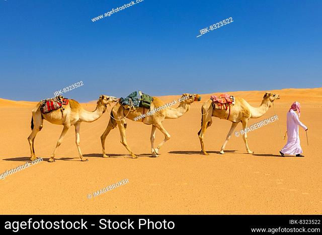 A bedouin leading his camels (Camelus dromedarius) through the Wahiba Sands, or Ramlat al-Wahiba, or Sharqiya Sands, Omans largest desert, Sultanat of Oman