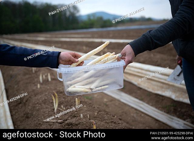 30 April 2021, Hessen, Bickenbach: A child puts the asparagus into a bowl in a field where customers can harvest their own asparagus