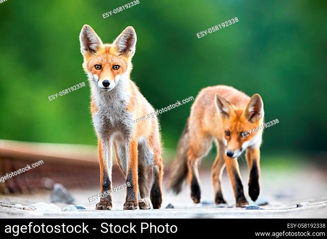 Two red fox, vulpes vulpes, cubs walking on a railway tracks looking surprised. Wild animals on a railroad in nature. Concept of wildlife and transport