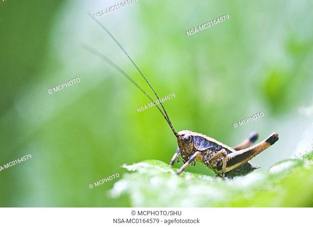 dark bush cricket Pholidoptera griseoaptera larva