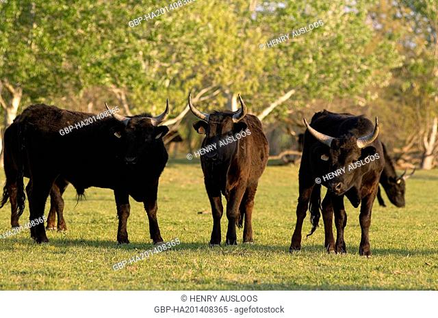 France, Camargue, Cattle, Bos taurus, Bull