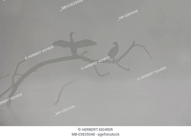 Waters, silhouette, branch, Kormorane, ,  Phalacrocorax carbo, fogs, ,   Branch, animals, birds, Ruderfüßer, flock Ben, vigilance, symbol, silence, silence