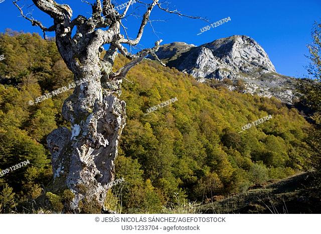 Prada Valley, in Picos de Europa National Park  Santa Marina de Valdeon  Leon  Castilla y Leon  Spain