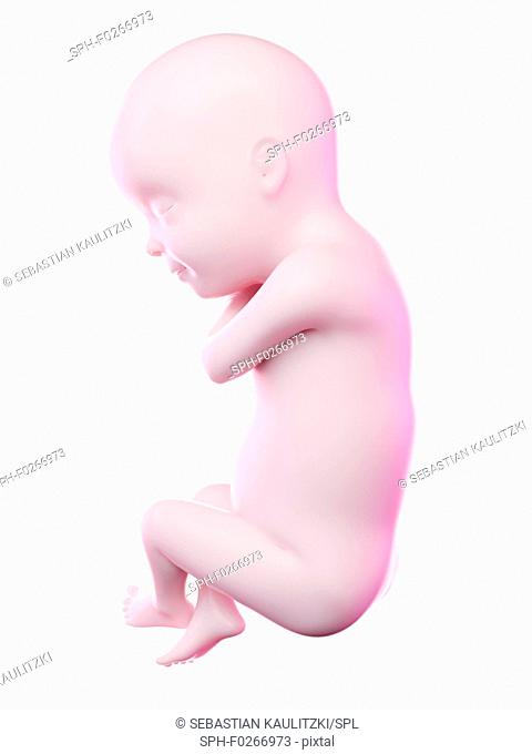 Fetus at week 30, computer illustration