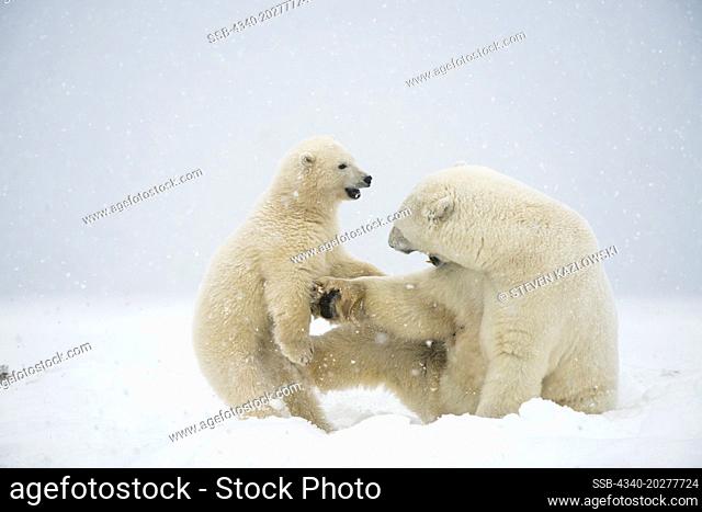 Polar bear (Ursus maritimus), sow with spring cub play with one another along a barrier island during fall freeze up, Bernard Spit, North Slope