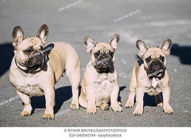 Three Funny Lovely French Bulldogs Dogs Puppies In Park Outdoor. Popular breed of dog