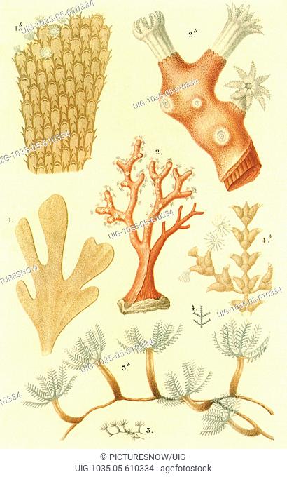 Variety of Coral
